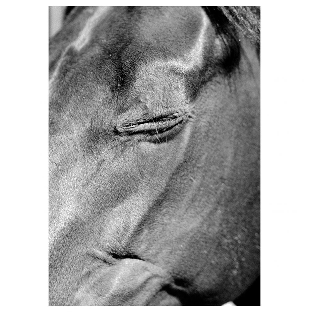 Black and white photograph of a horse's face with a closed eye