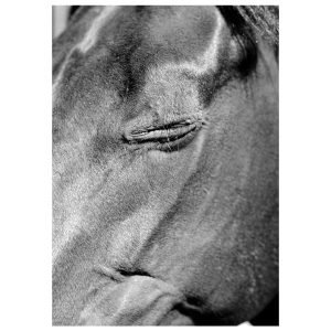 Black and white photograph of a horse's face with a closed eye