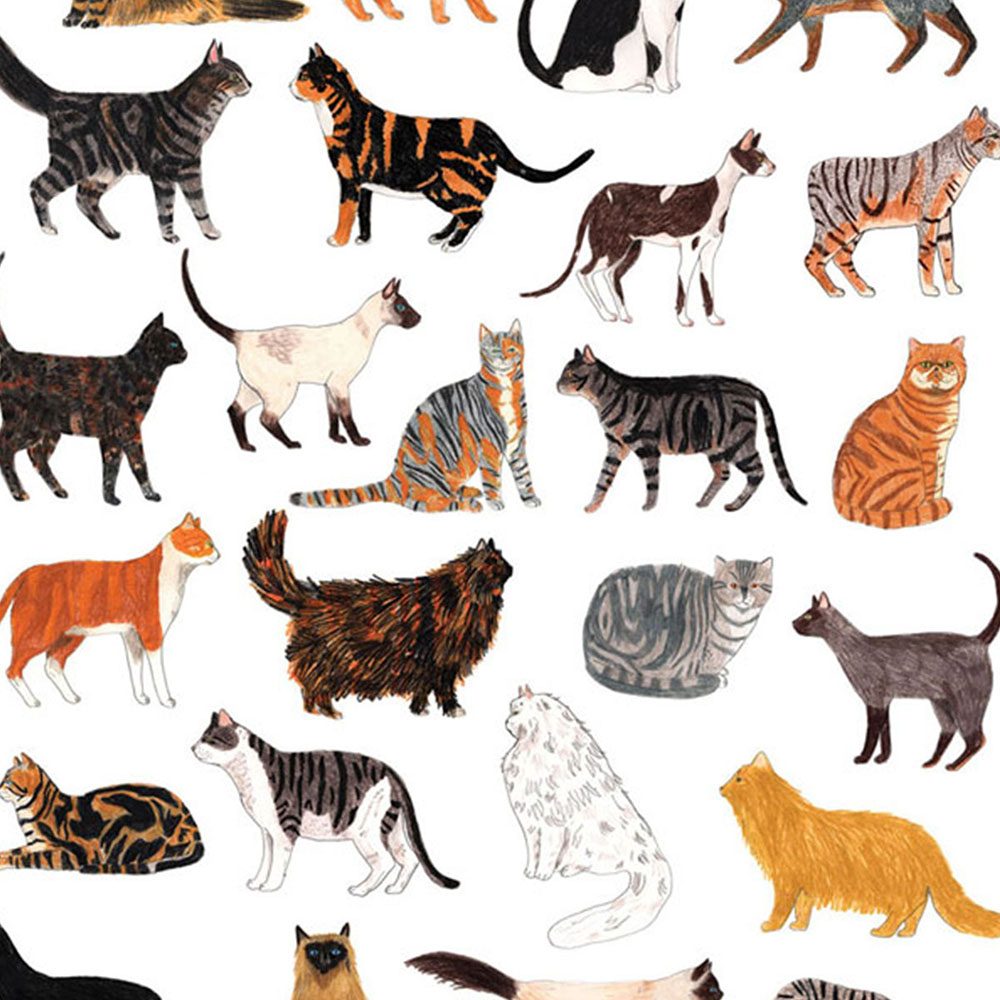 Home wall art - cats illustrated print by James Barker