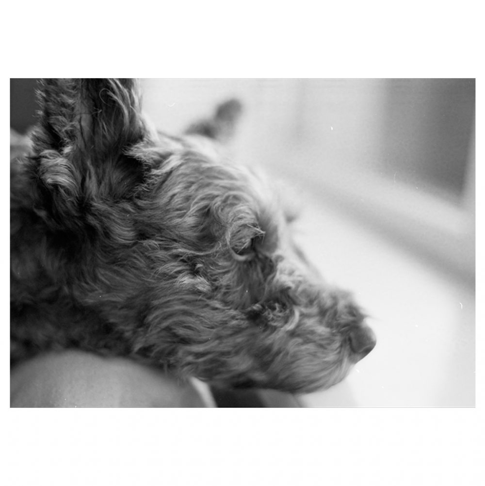 Black and white photograph of the side profile of a dog.