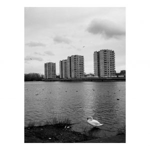 'Swan at Thamesmead' by Darius Kanuga Print