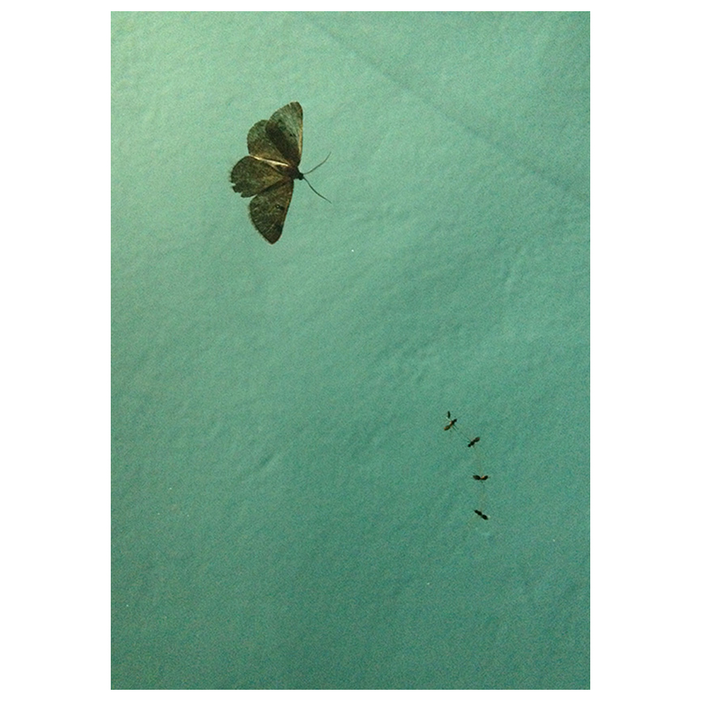 Nature morte, colour photograph, butterfly and 4 ants in a surface choreography on water