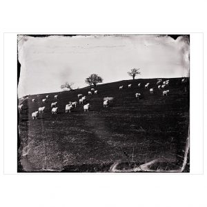 A black and white landscape photograph with sheep grazing on a hill and three trees lining the background.
